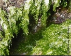 Grupo de algas verdes comestíveis que pertencem ao gênero Ulva. Têm uma distribuição ampla, ao longo das costas dos oceanos do planeta. </br></br> Palavra-chaves: alface do mar, alga, habitat, biodiversidade.