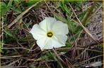 Angiosperma que caracteriza-se pela unio de suas ptalas. </br></br> Palavra-chaves: flor gamoptala, ptala, flor, angiosperma, botnica, biodiveridade.