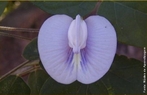 Zigomorfa (zigo = par; morfos = forma) flor com simetria bilateral, que pode ser dividida unicamente em duas partes iguais como, por exemplo, as orquídeas. </br></br> Palavra-chaves: flor zigomorfa, simetria, botânica, biodiversidade.