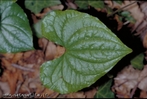 Possui forma de corao, haste na fenda. </br></br> Palavra-chaves: folha cordiforme, planta, botnica, biodiversidade.