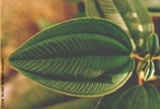 Caracteriza-se por duas ou mais nervuras secundárias distinguindo-se a partir da base e percorrendo a periferia do limbo foliar até unirem-se à nervura central no ápice. </br></br> Palavra-chaves: folha curvinérvia, planta, botânica