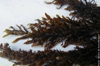 Reino Protista.  Algas. So pluricelulares, no so classificadas como plantas porque no formam tecidos com funes especializadas. </br></br> Palavra-chaves: alga parda, fefitas, biodiversidade, pluricelulares, plantas, biodiversidade.