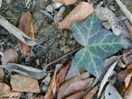 Possui forma de uma mo aberta. </br></br> Palavra-chaves: folha espalmada, botnica, biodiversidade.