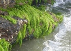 As algas so organismos auttrofos e fotossintetizantes que diferem das plantas por no formarem tecidos nem rgos ordenados, ou seja, no apresentam uma estrutura dividida em raiz, caule e folhas. Podem ser unicelulares ou pluricelulares. As algas habitam ambientes terrestres midos ou meios aquticos, de gua doce ou salgada. Embora muitas vezes microscpicas, elas possuem grande importncia ecolgica e econmica, em vrios produtos utilizados pelo homem. </br></br> Palavra-chaves: algas, ambientes aquticos, ambientes terrestres, auttrofos, fotossintetizantes, oxignio.