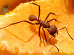 As formigas possuem um comprimento médio de 1 cm, sendo mais de 10.000 espécies catalogadas. Tratando-se das cores, depende da espécie, mas a maioria são vermelhas ou pretas. As formigas são insetos que sentem o cheiro das coisas através de suas antenas. Comunicam-se entre si através de liberação de feromonas. Num formigueiro existe total organização, sendo que as tarefas são bem divididas entre as formigas. Além da rainha, existem as sentinelas (segurança), operárias (fazem os túneis do formigueiro e buscam alimentos) e as enfermeiras (cuidam das larvas). Alimentam-se principalmente de sementes e restos vegetais. O acasalamento da formiga rainha acontece num voo nupcial. Após a fecundação o macho morre e a rainha perde as asas antes de botar os ovos. Cabe a formiga rainha a função de reprodução da colônia. A rainha pode viver até 18 anos. </br></br> Palavra-chaves: formiga, antenas, feromonas, habitat, hierarquia, insetos.