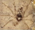 Fóssil de aranhas com 165 milhões de anos encontrada em Daohugou, no norte da China. A espécie pertence a uma família moderna, a Plectreuridae, que vive atualmente em locais áridos como a Califórnia, Arizona e México. As semelhanças entre os fósseis e as atuais aranhas dessa família são tantas que é quase como se elas não tivessem mudados em milhões de anos. </br></br> Palavra-chaves: aranha, artrópode, fóssil.