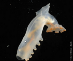 Cientistas voltam de uma expedio com amostras de animais raros e mais de dez possveis novas espcies do fundo do Oceano Atlntico. Uma delas pode trazer pistas sobre o elo evolucionrio entre invertebrados e vertebrados. A imagem se refere ao pepino-do-mar, uma das diversas criaturas descobertas na expedio ao Atlntico. </br></br> Palavra-chaves: fundo do mar, biodiversidade, invertebrados, Oceano Atlntico, pepino do mar.