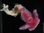 Cientistas voltam de uma expedio com amostras de animais raros e mais de dez possveis novas espcies do fundo do Oceano Atlntico. Uma delas pode trazer pistas sobre o elo evolucionrio entre invertebrados e vertebrados. A imagem refere-se a verso roxa do verme Enteropneusta, que vive no norte do Oceano Atlntico. </br></br> Palavra-chaves: fundo do mar, biodiversidade, invertebrados, Oceano Atlntico, verme.