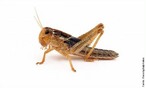 São insetos pertencentes à subordem Caelifera da ordem Orthoptera, caracterizados por terem o fémur das pernas posteriores muito grandes e fortes, o que lhes permite deslocarem-se aos saltos. </br></br> Palavra-chaves: gafanhoto, insetos, habitat, biodiversidade, zoologia.