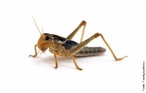 So insetos pertencentes  subordem Caelifera da ordem Orthoptera, caracterizados por terem o fmur das pernas posteriores muito grandes e fortes, o que lhes permite deslocarem-se aos saltos. </br></br> Palavra-chaves: gafanhoto, insetos, habitat, biodiversidade, zoologia.