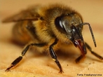 São insetos que vivem agrupadas em colônia dentro de colmeias e são conhecidas a mais de 40 mil anos. É um inseto extremamente organizado e trabalhador. Em cada colmeia existe cerca de 60 mil abelhas, há apenas uma abelha fêmea com os órgãos sexuais completamente formados, essa é chamada de rainha. </br></br> Palavra-chaves: abelha, biodiversidade, insetos, colmeia, colônia, zoologia.