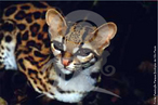  um gato selvagem da fauna brasileira, considerado de pequeno porte. Atualmente localiza-se desde as plancies costeiras do Mxico ao norte do Uruguai e Argentina e em todo territrio brasileiro, menos caatinga e Rio Grande do Sul. Algumas referncias mais antigas relatam sua presena tambm na florestas subtropicais no sul dos Estados Unidos. O perodo de gestao  de aproximadamente 83 dias, tem hbito solitrio e noturno, adaptando-se muito bem  vida arbrea. Alimenta-se de pequenos mamferos, aves, rpteis e alguns insetos.  classificado como vulnervel na lista de animais ameaados. Em cativeiro pode viver 21 anos. </br></br> Palavra-chaves: gato maracaj, mamferos, carnvoros, feldeos, extino. habitat.