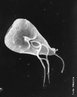 A giardia (<em>Giardia lamblia</em>) é um protozoário microscópico que parasita o intestino dos mamíferos, inclusive de seres humanos. </br></br> Palavra-chaves: protista, protozoário, giardia.