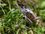 Grilo (do latim grillus)  a designao comum dos insetos ortpteros, subordem ensifera, que constituem a famlia dos gryllidae ou grildeos, que possuem, alm de longas antenas filisiformes, rgos auditivos para perceber os sons que produzem com possantes estriduladores situados nas suas asas anteriores. </br></br> Palavra-chaves: grilo, antenas, animais de estimao, estriduladores, taxonomia, insetos.