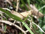 Insetos ortpteros, subordem ensifera, que constituem a famlia dos gryllidae ou grildeos, que possuem, alm de longas antenas filisiformes, rgos auditivos para perceber os sons que produzem com possantes estriduladores situados nas suas asas anteriores. </br></br> Palavra-chaves: grilo, insetos, sons, biodiversidade, zoologia.