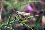 Insetos ortpteros, subordem ensifera, que constituem a famlia dos gryllidae ou grildeos, que possuem, alm de longas antenas filisiformes, rgos auditivos para perceber os sons que produzem com possantes estriduladores situados nas suas asas anteriores. </br></br> Palavra-chaves: grilo, insetos, sons, biodiversidade, zoologia.