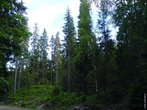 A Taiga, tambm conhecida como floresta de conferas ou floresta boreal, localiza-se exclusivamente no Hemisfrio Norte, encontra-se em regies de clima frio e com pouca umidade. </br></br> Palavra-chaves: taiga, floresta de conferas, floresta boreal, hemisfrio norte, clima frio, biodiversidade, meio ambiente.