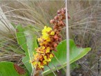 Inflorescncia  a parte da planta onde se localizam as flores, caracterizada pela forma como estas a se dispem umas em relao s outras. Normalmente consiste em um prolongamento semelhante ao caule, ou raque, provido de folhas modificadas chamadas brcteas. Nas axilas destas brcteas localizam-se as flores. </br>  Imagem: Racemo de <em>Byrsonima tuberosa</em>, planta do cerrado brasileiro </br></br> Palavra-chaves: <em>Byrsonima tuberosa</em>, inflorescncia, flores, botnica.