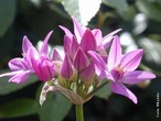 Uma umbela, em botânica, é o termo utilizado para um conjunto de flores que partem os pedicelos, iguais, do eixo central, com formato de um guarda-chuva. Ou seja, é uma inflorescência em forma de guarda-chuva. </br></br> Palavra-chaves: inflorescência, flores, umbela.