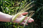 Espiga  um tipo inflorescncia de flores ssseis ao longo de um raquis (eixo da inflorescncia). Quando o eixo  grosso e carnoso, a inflorescncia chama-se de espdice. </br> Imagem: Espigas de cevada, trigo e centeio. </br></br> Palavra-chaves: inflorescncia, flores, espiga.