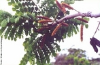 Inflorescncia  a parte da planta onde se localizam as flores, seu tipo espiga se relaciona com flores ssseis dispostas em uma raque simples. </br></br> Palavra-chaves: inflorescncia em espiga, planta, flores, botnica.