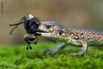 Insetvoros so aqueles animais que se alimentam principalmente ou exclusivamente de insetos. </br></br> Palavra-chaves: insetvoro, inseto, consumidores.