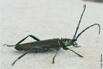 Os insetos são animais invertebrados com exoesqueleto quitinoso, corpo dividido em três partes (cabeça, tórax e abdómen ), três pares de patas articuladas, olhos compostos e duas antenas. Pertencem à classe Insecta, o maior e mais largamente distribuído grupo de animais do filo Arthropoda. </br> Imagem: <em>Aromia moschata</em> </br></br> Palavra-chaves: <em>Aromia moschata</em>, insetos, invertebrados, arthropoda.
