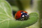 As joaninhas so predadores no mundo dos insectos e alimentam-se de afdeos, moscas da fruta e outros tipos de insectos. Uma vez que a maioria das suas presas causa estragos s colheitas e plantaes, as joaninhas so consideradas benficas pelos agricultores. </br></br> Palavra-chaves: joaninhas, predadores, insetos, pragas, plantaes, biodiversidade