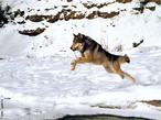 Existem lobos em toda a Europa, no Norte e Centro da sia e na Amrica do Norte. Os fogos florestais vo reduzindo o territrio e o nmero de presas, e os lobos passam ento a ter de se alimentar de gado, sobretudo ovelhas, provocando enormes prejuzos aos pastores, que vm assim os seus rebanhos dizimados. Em Portugal, por exemplo, apesar de estar contemplado que esses pastores sero monetariamente recompensados pelos danos, e pelo fato dos pagamentos demorarem muito tempo, alguns acham que a nica soluo  acabar com os lobos nas suas zonas de pasto. Foi a partir do lobo que todos os ces evoluram. </br></br> Palavra-chaves: lobo, alimentao, gestao, habitat, longevidade, maturidade sexual, reproduo, extermnio