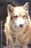 Ancestral do cachorro domstico, o lobo-europeu (<em>Canis lupus</em>)  o maior membro da famlia Canidae. Est distribudo geograficamente na Amrica do Norte, Eursia e Groenlndia. O sentido da audio e o olfato so bem apurados, alm de possurem o tronco forte e desenvolvido para a caa. Seu peso pode chegar at 80 kg para macho e 55 kg para fmea, So encontrados em todos os habitats do Hemisfrio Norte, exceto em florestas tropicais e desertos ridos. So diurnos, mas podem se tornar noturnos no inverno. Atualmente, o lobo-europeu  considerado espcie vulnervel, tem sido perseguido e exterminado por caadores e por ces treinados e at envenenados. Com a expanso humana e destruio de seu habitat, as matilhas so foradas a invadir reas agrcolas para caar e ento so cruelmente mortos. Os lobos so protegidos por leis federais em alguns pases, mas ainda podem ser caados por esporte em outros. Diversas iniciativas de reproduo em cativeiro visam a preservao do patrimnio gentico da espcie. </br></br> Palavra-chaves: lobo-europeu, mamferos, carnvoros, candeos, habitat, zoologia.