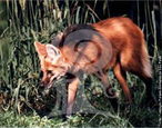 O lobo-guar  o maior e mais belo dos candeos da Amrica do Sul.  tambm um dos mais ameaados de extino, devido  destruio dos cerrados em que habita para plantaes de soja e pastos de gado. Muitos fazendeiros ainda os abatem pensando que podem causar grandes prejuzos em seus rebanhos. O lobo-guar  um onvoro que se alimenta de principalmente de roedores, pequenos rpteis, caules doces, mel, aves e frutas. Diferente do lobo-europeu, o lobo-guar raramente caa animais de grande porte, pois no possui o hbito de andar em grupos, sendo encontrado no mximo aos casais durante a poca de reproduo, ocasio em que somam os seus territrios. Sua aparncia o faz notavelmente adaptado aos cerrados. A cor confunde-se com os campos de gramneas. O lobo-guar  um animal desejado por zoolgicos do mundo inteiro, e aqueles que o possuem conseguem com relativa facilidade que se reproduzam, aumentando assim o nmero de animais cativos e contribuindo assim para a preservao da espcie e de seu patrimnio gentico, nestes tempos em que finalmente fala-se da preservao do cerrado e de suas espcies. </br></br> Palavra-chaves: lobo-guar, mamferos, carnvoros, candeos, extino, habitat, zoologia