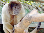 O macaco-barrigudo  um primata que habita florestas midas e primrias inundadas e no inundadas, na regio da Floresta Amaznica brasileira, colombiana e venezuelana.  um animal que possui uma colorao plida, marrom escura ou cinza, puxando para o preto. Alimentam-se principalmente de frutas, mas tambm comem sementes, gomas, flores e algumas presas animais. Possuem hbitos diurnos, so arborcolas e gregrios, ou seja, vivem em grupos. Estes grupos geralmente so compostos de cerca de 30 indivduos, mas podem variar de 5 a 70. Possuem uma cauda prensil e longa, de at 72 cm, que funciona como um quinto membro, pois conseguem apoiar o corpo apenas com ela. No cho costumam andar de forma bpede e emitem cerca de 14 tipos de vocalizaes diferentes. A gestao dura 225 dias, nascendo geralmente um filhote. Atingem a maturidade sexual aps os 5 anos e chegam a viver 24. </br></br> Palavra-chaves: macaco-barrigudo, mamferos, primatas, habitat, zoologia.