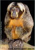 O macaco-parauacu é encontrado em vários tipos de florestas, apresenta hábitos arborícolas e explora principalmente a região abaixo da copa das árvores. Ocorre em alguns países da região norte da América do Sul, como o Brasil (na região Amazônica), Suriname e Guianas. Esta espécie é a única do gênero em que existe dimorfismo sexual, ou seja, o macho e a fêmea apresentam características diferentes. O macho possui o corpo com coloração negra e a face branca-amarelada e a fêmea pode apresentar uma coloração amarronzada ou acinzentada-grisalha, com duas linhas brancas ou marrons que vão do canto dos olhos ao canto da boca. A dieta é composta principalmente de frutas (60%) e sementes (33%), mas também se alimentam de flores, folhas e até pequenos animais, como morcegos e aves. São predadores de sementes e conseguem quebrar nozes duras com os dentes caninos. Apresentam hábitos diurnos, pesam cerca de 1,5 Kg quando adultos, e chegam a viver 14 anos. A gestação dura de 163 a 176 dias, nascendo apenas um filhote. Eles se locomovem através do andar quadrúpede, escalando ou ainda aos saltos, o que os levou a serem chamados de macacos-voadores. Fonte: http://www.zoologico.sp.gov.br/mamiferos.htm </br></br> Palavra-chaves: macaco-parauacu, macacos-voadores, mamíferos, primatas, habitat, zoologia