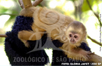 A histria desse macaco-prego  nica na zoologia brasileira. A espcie foi relatada pela primeira vez em 1648 quando o naturalista alemo Marcgrave veio ao Brasil como parte da comitiva de Maurcio de Nassau, mas, somente em 1774, outro naturalista alemo, Schreber, descreveu formalmente a espcie. Depois disso, nunca mais se falou sobre esse macaco-prego amarelo claro e de plos longos, e se chegou a questionar a existncia da espcie. At que, em 2004, um lote de animais apreendidos no Centro de Proteo de Primatas Brasileiros, em Alagoas, chamou a ateno de dois pesquisadores da Paraba, que perceberam que se tratava de exemplares do macaco, Cebus flavius. Essa histria nos mostra que o macaco-prego galego nunca foi abundante na natureza e passou despercebido por mais de 300 anos. Hoje, a espcie sobrevive apenas em alguns poucos fragmentos de Mata Atlntica dos estados de Alagoas, Pernambuco, Paraba e Rio Grande do Norte. Em 2006, o Zoolgico de So Paulo, em parceria com o Instituto Chico Mendes, iniciou um programa de reproduo em cativeiro para o macaco-prego galego,  partir de animais apreendidos. O objetivo desse programa  garantir a manuteno da espcie e evitar que desaparea, caso acontea algum problema que leve  extino as populaes na natureza. Alm disso, os animais nascidos em cativeiro, no futuro, podem ser reintroduzidos em seu habitat natural. </br></br> Palavra-chaves: macaco-prego galego, mamferos, primatas, extino. zoologia