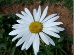 Pertencente  famlia Asteraceae e, portanto, parente dos girassis, crisntemos, entre outras, a margarida  uma reunio de tipos de flores: umas formam o miolo amarelo, enquanto as outras formam a borda esbranquiada. Essas flores tm funes biolgicas importantes quando unidas, como a de produzir nctar, atrair polinizadores, alm de gerar e receber plen. Para isso, se dividem para desempenhar essas diversas tarefas. Muitas comeam a desabrochar das extremidades em direo ao centro, assim, enquanto as flores da periferia esto na fase feminina - durante a qual so capazes de receber plen -, as flores mais centrais esto na fase masculina - na qual liberam seu prprio plen. Quando muitas flores esto assim reunidas, chamamos de inflorescncia. </br></br> Palavra-chaves: margarida, flores, inflorescncia, funes biolgicas.