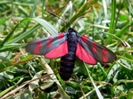 So insetos que renem espcies de voo noturno, com antenas filiformes ou pectinadas e, em algumas regies, os espcimes de maior tamanho e de colorao escura so chamados de bruxas. As mariposas possuem antenas diferenciadas de acordo com sua espcie, assim que pousam deixam suas asas abertas. </br></br> Palavra-chaves: mariposa, bruxas, insetos, habitat, biodiversidade, zoologia.