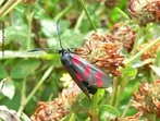 So insetos que renem espcies de voo noturno, com antenas filiformes ou pectinadas e, em algumas regies, os espcimes de maior tamanho e de colorao escura so chamados de bruxas. As mariposas possuem antenas diferenciadas de acordo com sua espcie, assim que pousam deixam suas asas abertas. </br></br> Palavra-chaves: mariposa, bruxas, insetos, habitat, biodiversidade, zoologia.