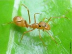 <em>Myrmarachne plataleoides</em> - Fêmea da espécie de aranha que mimetiza formigas. </br></br> Palavra-chaves: <em>Myrmarachne plataleoides</em>, mimetismo, aranha, aracnídeos.
