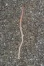 As minhocas são animais, distribuídos pelos solos úmidos de todo o mundo, algumas de apenas centímetros e outras com um a dois metros de comprimento, caso da minhocuçu. O seu corpo é formado por anéis (segmentos corporais). </br></br> Palavra-chaves: minhoca, anelídeo, habitat, zoologia.