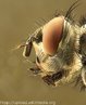 Foto aumentada da cabeça de uma mosca, que evidência suas partes. </br></br> Palavra-chaves: mosca, cabeça, biodiversidade, zoologia.