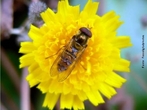 Sirfídeos (da família Syrphidae), também conhecidos como moscas-das-flores constituem uma família de moscas (ordem Diptera) que, tal como o nome sugere, são encontradas, geralmente, junto a flores, onde estes insetos, na sua forma adulta, se alimentam de néctar e de pólen. </br></br> Palavra-chaves: sirfídeos, moscas-das-flores, insetos, adulto, néctar, pólen, biodiversidade, zoologia.