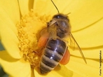 São insetos que vivem agrupadas em colônia dentro de colmeias e são conhecidas a mais de 40 mil anos. É um inseto extremamente organizado e trabalhador. Em cada colmeia existe cerca de 60 mil abelhas, há apenas uma abelha fêmea com os órgãos sexuais completamente formados, essa é chamada de rainha. </br></br> Palavra-chaves: abelha, biodiversidade, insetos, colmeia, colônia, zoologia.