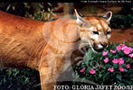 Geralmente os animais menores vivem em florestas e os maiores em regies montanhosas, com alteraes em peso e colorao. Possuem corpo alongado, a cabea pequena, pescoo e cauda longa, membros inferiores e posteriores muito fortes, orelhas pequenas, curtas e arredondadas, possui muita agilidade podendo pular cerca de 5,5 m. O nado s vezes  essencial, mas no  preferncia, o fazem quando a recompensa vale a pena. Noturnos e diurnos caam a qualquer hora do dia com uma certa tendncia ao horrio de crepsculo ou quando a fome aperta. Alimentam-se em natureza de vrios animais, como roedores, ungulados como veados, aves e lagartos. Estima-se que a frequncia com que matam para comer varia de um veado a cada 3 dias para as fmeas com filhotes e de um veado a cada 16 dias para indivduos adultos solitrios. O cio dura em torno de 03 a 04 dias com intervalos de 23 dias entre uma e outra, a gestao de 90 a 96 dias com nascimento de 01 a 06 filhotes, h 03 pares de mamilos, nas fmeas, exatamente o nmero mximo de filhotes que nasce. Pesam de 200 a 400 g e as manchas desaparecem aos 06 meses. As fmeas atingem maturidade sexual depois de 2,5 anos e os machos s aos 3 anos. </br></br> Palavra-chaves: ona-parda, mamferos, carnvoros, feldeos.