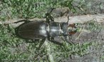 A ordem Coleoptera é a maior ordem dos insetos e contém cerca de 40% das espécies conhecidas da classe. Compreende os inse­tos conhecidos como besouros, que se distinguem facilmente pela presença dos élitros. </br></br> Palavra-chaves: ordem Coleoptera, insetos, besouros, habitat, biodiversidade, zoologia.