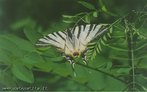 Lepidoptera  uma ordem de insectos (lepidpteros) muito diversificada que inclui as borboletas e um grupo chamado de traas em Portugal e mariposas no Brasil. O grupo inclui insectos com dois pares de asas membranosas cobertas de escamas e peas bucais adaptadas a suco. O ciclo de vida dos lepidpteros engloba as seguintes etapas: ovo, larva, chamada tambm de lagarta, pupa e imago, a fase adulta. </br></br> Palavra-chaves: ordem lepidoptera, insetos, biodiversidade, zoologia