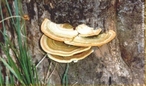 São uni ou pluricelulares, tem formato de orelha, pertence a Ordem Auricullares.  </br></br> Palavra-chaves: orelha-de-pau, fungo, reino fungi, biodiversidade.