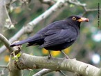 Ele é um dos pássaros brasileiros mais es, manso, inteligente e bastante esperto. É encontrado do norte ao sudeste do país, geralmente próximo às plantações de cereais. </br></br> Palavra-chaves: pássaro preto, habitat, biodiversidade, zoologia.