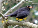 Ele  um dos pssaros brasileiros mais es, manso, inteligente e bastante esperto.  encontrado do norte ao sudeste do pas, geralmente prximo s plantaes de cereais. </br></br> Palavra-chaves: pssaro preto, habitat, biodiversidade, zoologia.