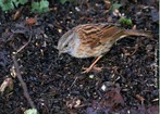 Ele  um dos pssaros brasileiros mais es, manso, inteligente e bastante esperto.  encontrado do norte ao sudeste do pas, geralmente prximo s plantaes de cereais. </br></br> Palavra-chaves: pssaro preto, habitat, biodiversidade, zoologia.