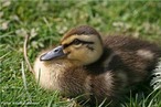 So aves geralmente menores que os gansos e cisnes, podem ser encontrados tanto em gua doce como salgada, alimentam-se de vegetao aqutica, moluscos e pequenos invertebrados e algumas espcies so aves migradoras. </br></br> Palavra-chaves: pato, ave, habitat, biodiversidade, zoologia.